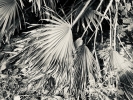 Spikey