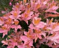 Pretty Flowers in Rodmell
