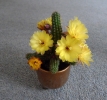 Our mini cactus is flowering