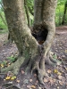 Split trunk