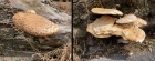Fungi on tree roots