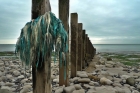 06: Remains of an old groyne and fishing tackle.