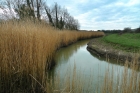 24: Reeds beside the Cuckmere River ....