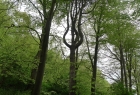 A strange shaped tree in Friston Forest