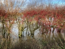 05: Flooded hedgerow