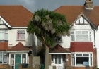 08: Wind blown palm in Hove