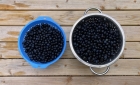 Two kilos of sloes