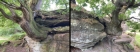 Two very old oak trees at Brimham Rocks