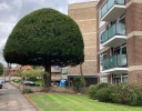 An Impressive Yew