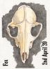 03: Fox skull