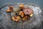 30: Fungi