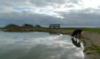 15: The second dew pond, with black dog.