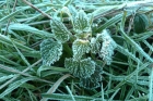 08: Frost on the Downs today.