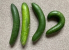 A bumper cucumber harvest this year