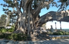 16: They have some huge trees in Cadiz