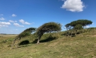 Prevailing wind (No.10)