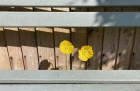 Behind the bench, in front of the fence, in the sun.