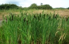 Reeds