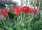 Tulips - Closing up for the night