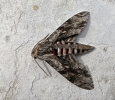 25: Dead Privet Hawk-Moth